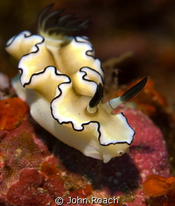Nudi on a walk about. Horseshoe Bay Rinca /Komodo by John Roach 